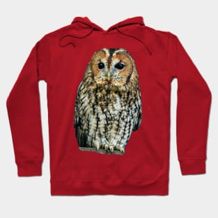 Brown Owl or Tawny Owl Hoodie